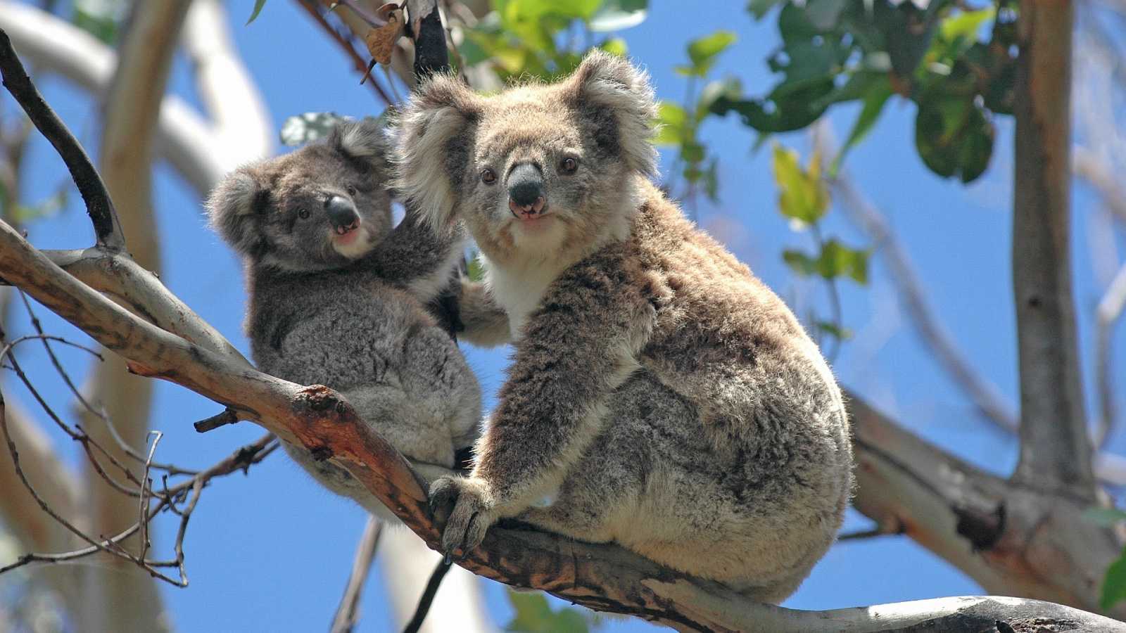 Australia Declara A Los Koalas En Peligro De Extinci N Decisiones Panam