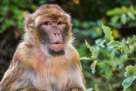  Primer muerto en China por el virus del Mono B, del que no había constancia de que podía infectar a humanos