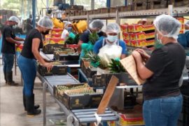  Las exportaciones de productos panameños se mantienen en tiempos de pandemia