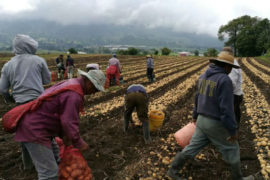  IMA continúa pagando a pequeños productores del país