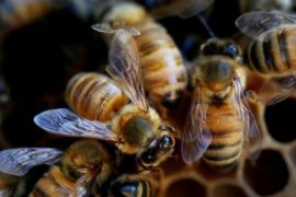  La combinación mortal que está matando a las abejas en todo el mundo