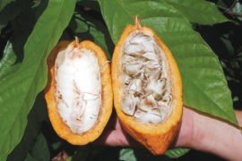  Aprueban ley para impulsar la producción de cacao