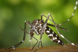  Un estudio científico busca hacerte invisible ante los mosquitos y lo está consiguiendo