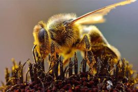  Apicultores de Panamá Oeste se capacitan en taller de manejo de abeja africanizada