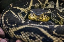  El veneno de una serpiente de Brasil puede inhibir la reproducción del coronavirus en el organismo