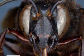  Descubren una abeja mitad hembra y mitad macho en Ecuador