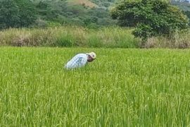  Resaltan importancia en el monitoreo del cultivo de arroz en Escuelas de Campo