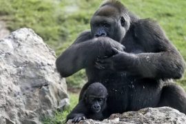  Gorilas de un zoológico de Atlanta dan positivo de covid-19