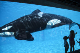  La orca “mas solitaria del mundo” es captada golpeándose con desespero contra el vidrio de su estanque