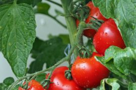  Japón autoriza por primera vez en su historia la venta de tomates con genoma editado para tratar la hipertensión