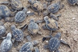  Residentes de las playas Las Comadres y La Concepción apuestan por la conservación de la tortuga marina