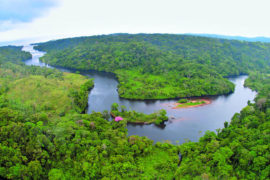  Anuncian lanzamiento del Proyecto 5 Grandes Bosques de Mesoamérica