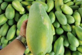  Panamá exportará papayas chiricanas a Holanda