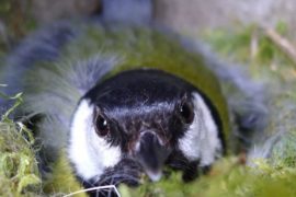  Vinculan salud de los árboles con la respuesta de aves al calentamiento