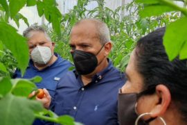  IPT Monte Lirio en Chiriquí, realiza su primera cosecha en invernadero