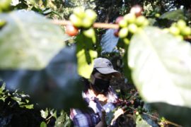  Café con aroma de mujer frente al cambio climático