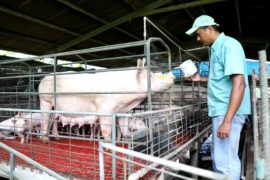  Producción porcina, cada vez más limpia en Azuero