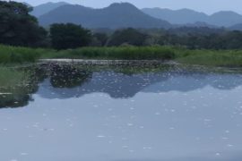  MiAMBIENTE y ARAP investigan mortandad de peces en desembocadura del río Calovébora en Santa Fe