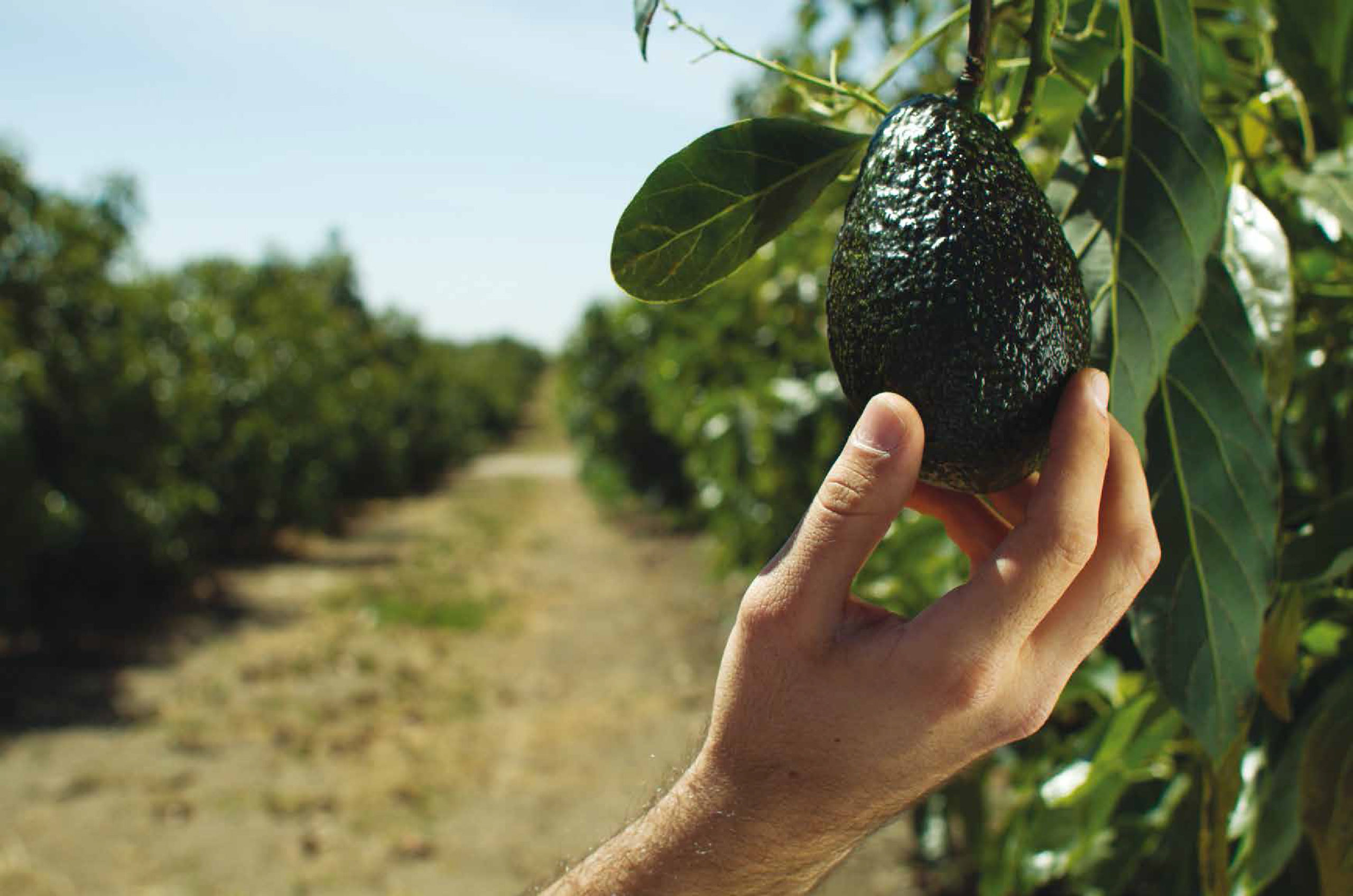  Mercado ruso presenta oportunidades para el aguacate panameño