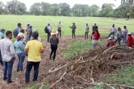  Continúa plan de capacitación en el cultivo de arroz