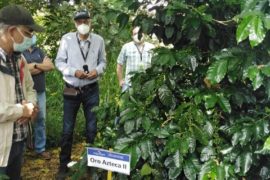  Inicio de la cosecha: Cafetaleros Chiricanos reciben capacitación