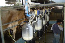  Producción de leche en el país a buen ritmo de crecimiento