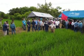  Resaltan importancia del monitoreo de plagas en el cultivo de arroz