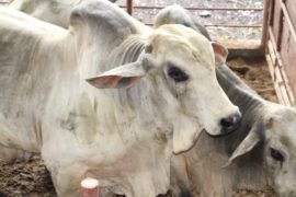  Ante casos de rabia bovina, MIDA recomienda a los productores mantener sus hatos vacunados