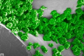  Nanobiónica vegetal: descubren nuevas plantas que emiten luz y se pueden recargar