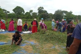  Productores Ngäbe, reciben capacitación sobre injertos y realizan cosecha de arroz