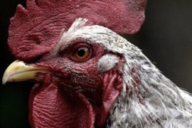 China informa caso de gripe aviar de nueva cepa H5N6 en un hombre