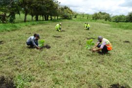  Inicia siembra de árboles como parte del Plan de Mitigación Ambiental de proyecto vial en Chiriquí