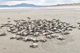  Presentan  plan para el uso responsable de huevos de tortuga en el Refugio de Vida Silvestre Isla Cañas