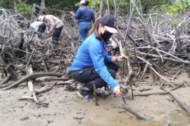  Restauran con 2,200 propágulos de mangle el Área de Uso Múltiple de Bahía de Chame