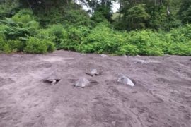  Nueva anidada de más 13 mil tortugas marinas se da en playa la Marinera en Los Santos