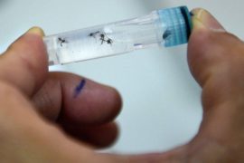  Región Metropolitana de Salud confirma 56 casos de dengue