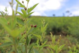  IMA facilita vínculos entre microproductores de guandú, supermercados y abastecedores