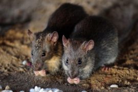  La ciudad de Nueva York sufre un brote de una rara enfermedad relacionada con ratas
