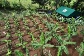  MIDA: Avanzan proyectos agrícolas en la Comarca Ngäbe Buglé