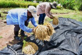  Mujeres de los programas de las transferencias monetarias cosecharon arroz orgánico en parcelas de alto rendimiento