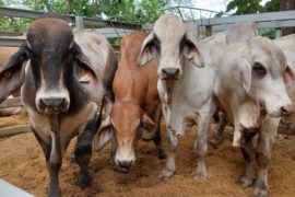  Sementales y kits de AgroVida reciben productores en Veraguas