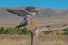  Descubren cómo las aves terrestres realizan sus largas travesías marítimas