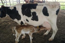  Darién le apuesta a la producción de leche