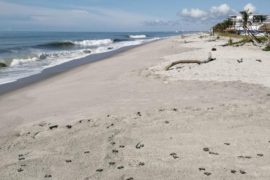  En el vivero de playa Cabezo, Chame por primera vez nacen 158  tortugas marinas