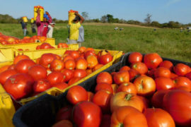  Capacitan a productores de tomate en Herrera y Los Santos