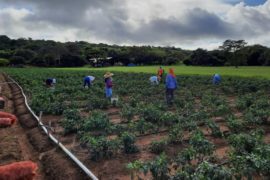  Sector Agropecuario aprueba reglamento interno del Comité Interinstitucional de Cambio Climático