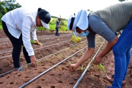  Mujeres rurales combaten la pobreza con la siembra de cebollas