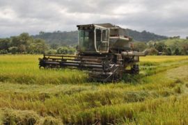  Buscan adquirir arroz para tiendas del IMA