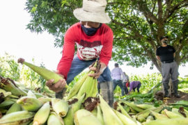  Este viernes productores de maíz recibirán pagos por 2.3 millones de balboas