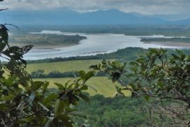  MiAMBIENTE investigará muertes de tortugas en el área de Isla Cañas